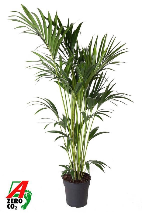 <h4>Howea Forsteriana(kentia) P27-160</h4>