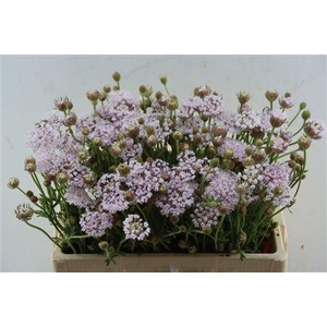 DIDISCUS PINK