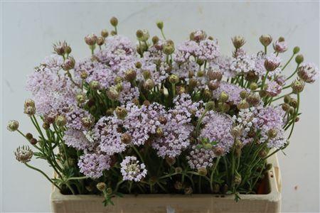 <h4>DIDISCUS PINK</h4>