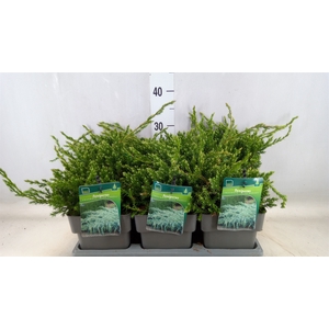 Juniperus squamata 'Blue Carpet'