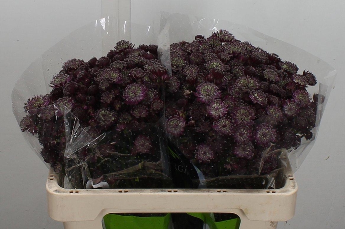 <h4>Astr Star Of Love 50cm</h4>