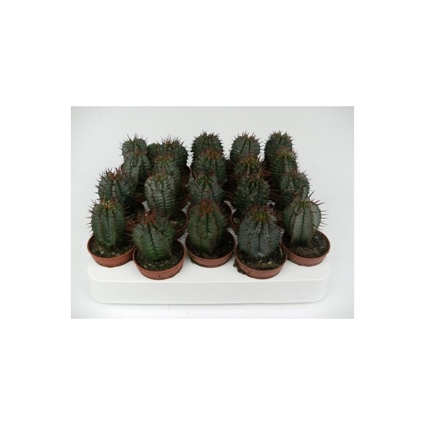 <h4>1.10 euphorbia horrida</h4>