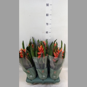 Aechmea  'Pepita Elegant Flames'