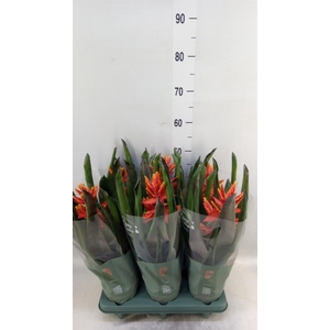 Aechmea  'Pepita Elegant Flames'