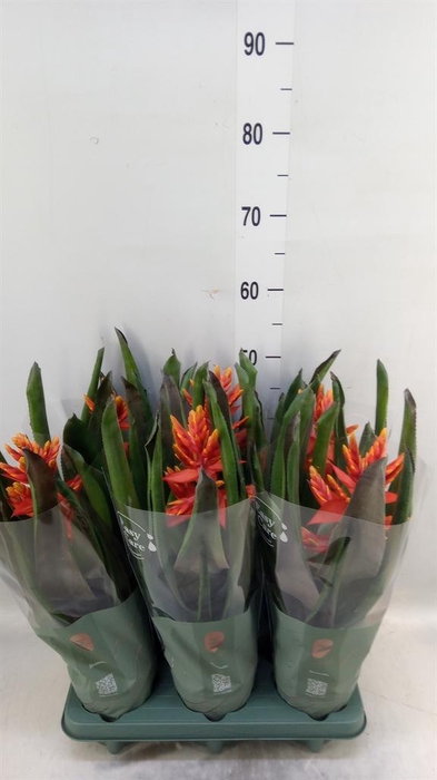 <h4>Aechmea  'Pepita Elegant Flames'</h4>