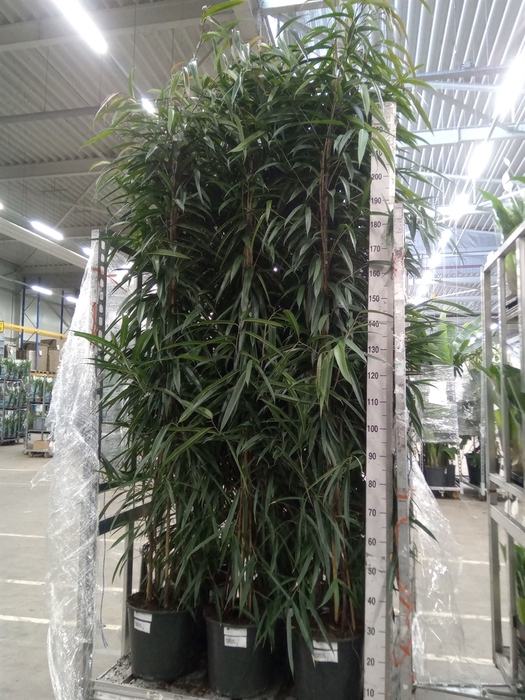 <h4>Ficus binn. 'Alii'</h4>