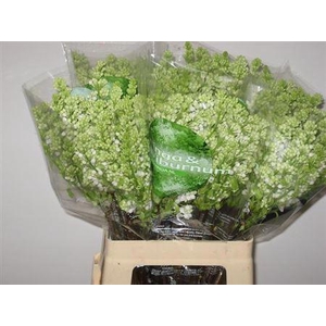 Syr V Mme Fl Stepman