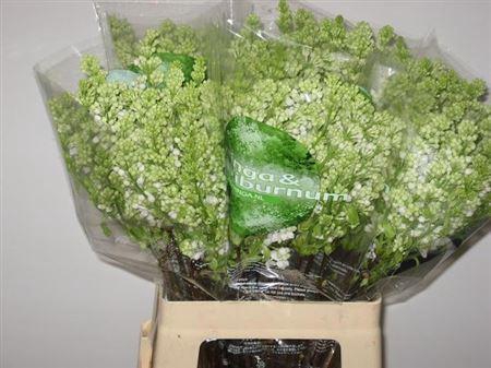 <h4>Syr V Mme Fl Stepman 2 Head</h4>