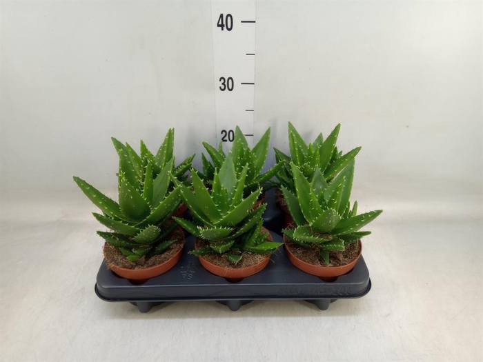 <h4>Aloe perfoliata</h4>