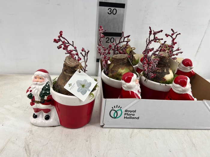 <h4>ARR HIPPEASTRUM</h4>