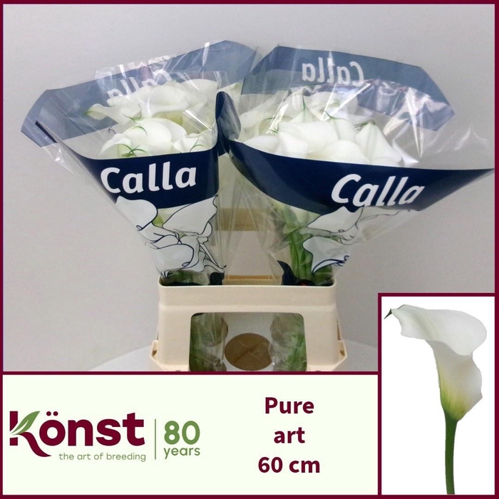 <h4>ZANT PURE ART</h4>