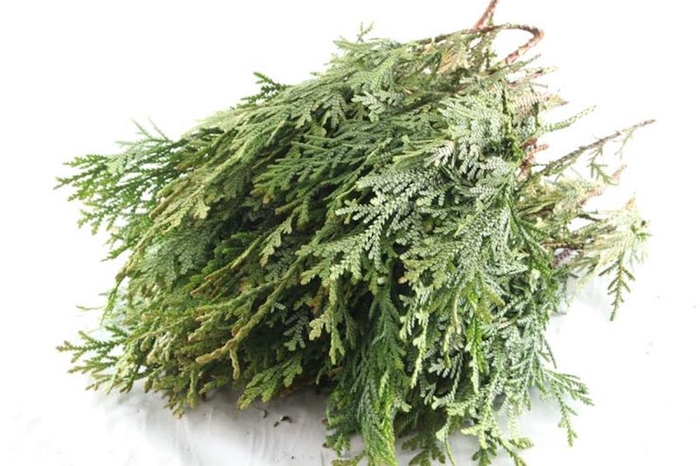 <h4>Conifeer Thuja Dolabra Fine Cutted</h4>