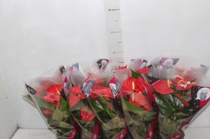 <h4>ANTHURIUM ESUDO P12</h4>