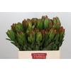 Leucadendron Goldstrike