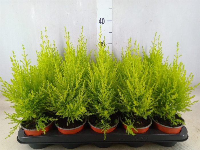 <h4>Cupressus macro. 'Goldcrest Wilma'</h4>