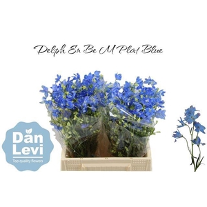 DELPH EN M PLAT BLUE