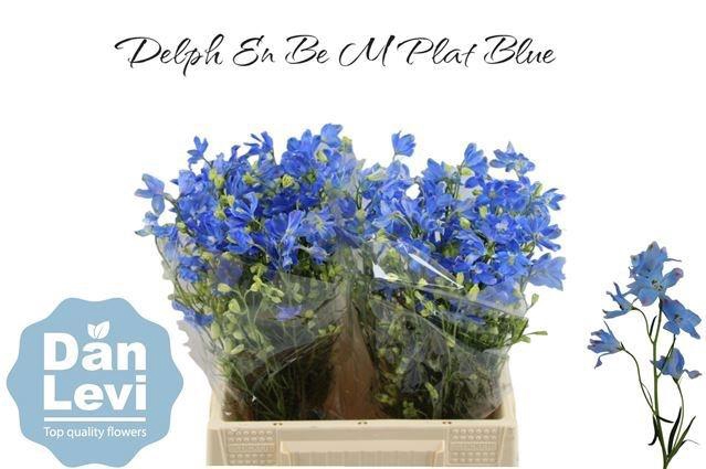 <h4>DELPH EN M PLAT BLUE</h4>