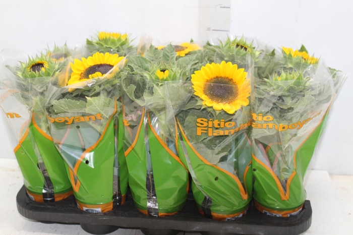 <h4>GIRASSOL MINI SUN BRIGHT P11</h4>