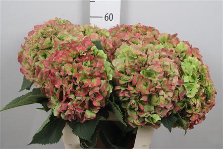 <h4>Hydr Cl M Verena</h4>