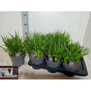 LIATR SPICATA