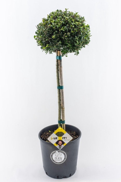 <h4>Ilex crenata Dark Green</h4>