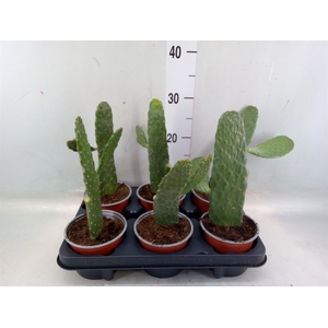 Opuntia