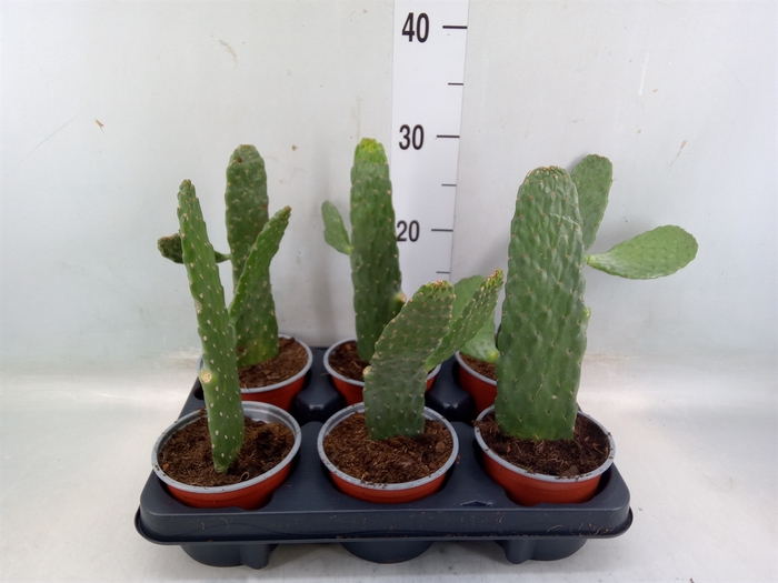 <h4>Opuntia</h4>