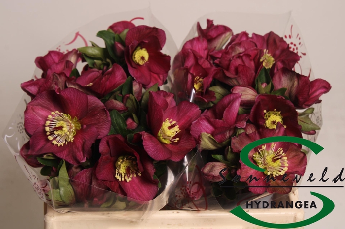 <h4>HELL AAR SARA RED</h4>