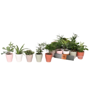 KAMERPL GEM GR 8 SRT