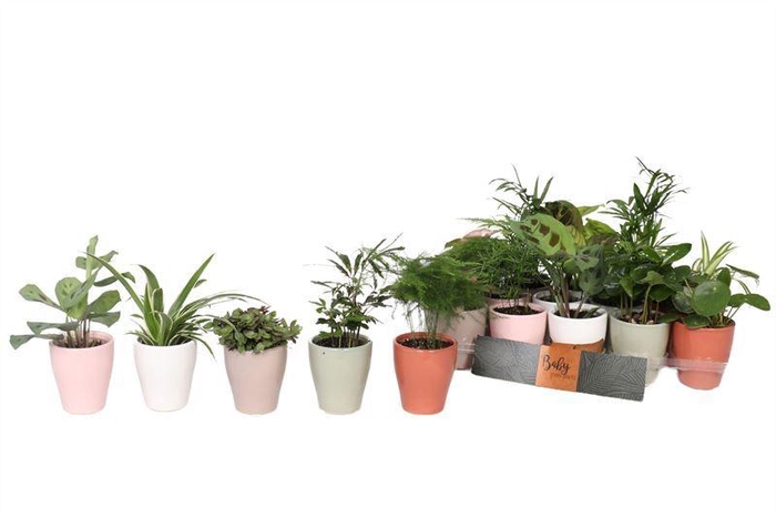 <h4>KAMERPL GEM GR 8 SRT</h4>