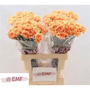 Di St Caramel Cowboy