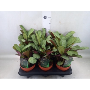 Ctenanthe burle-marxii 'Amagris'