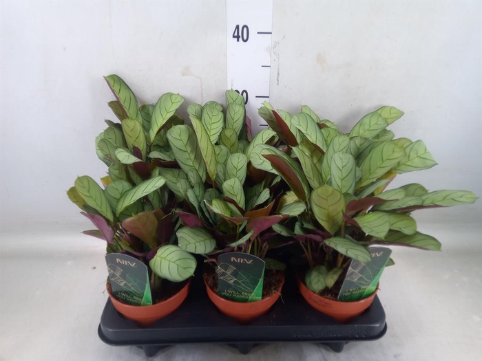 <h4>Ctenanthe burle-marxii 'Amagris'</h4>