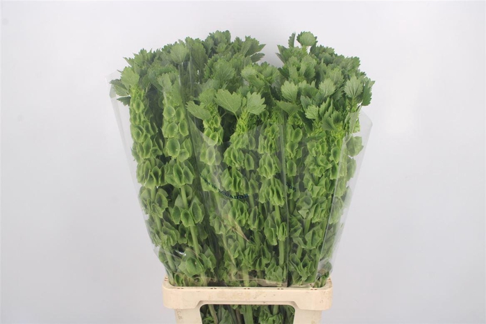 <h4>Moluccella Stuk</h4>