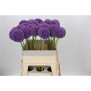 Allium Giganteum