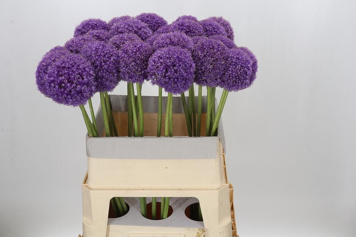 <h4>Allium Giganteum</h4>