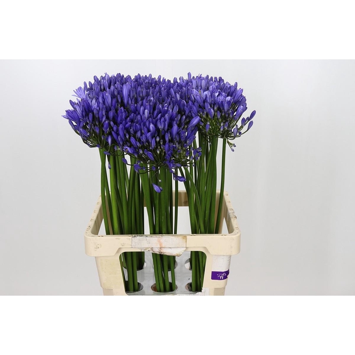 <h4>Agapanthus Uri</h4>