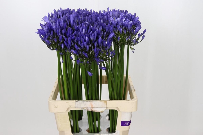 Agapanthus Uri
