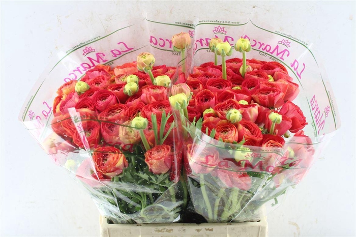 Ran Kloon Prima Vulcano