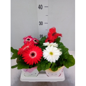 Gerbera  'Colourgame'   ...mix