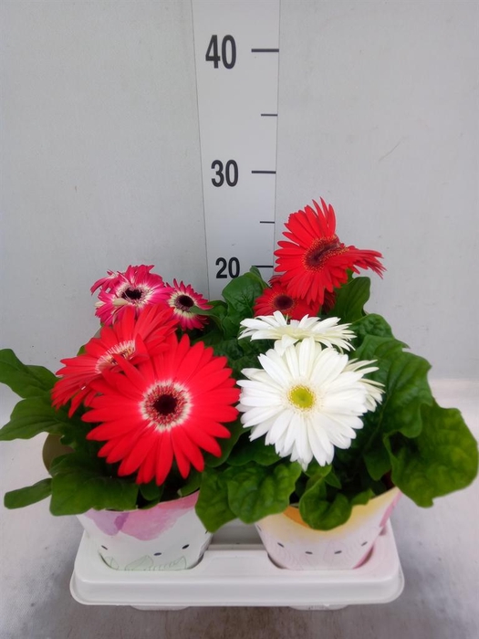 <h4>Gerbera  'Colourgame'   ...mix</h4>