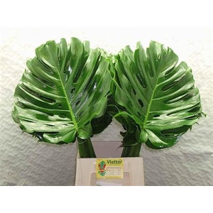 MONSTERA BLAD 27CM