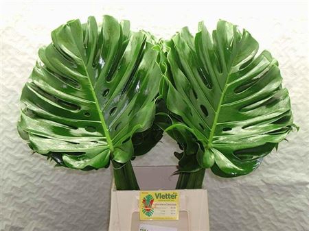 <h4>MONSTERA BLAD 27CM</h4>