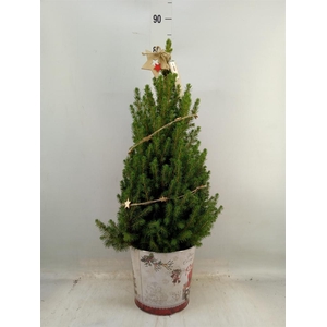 Picea glauca 'December'