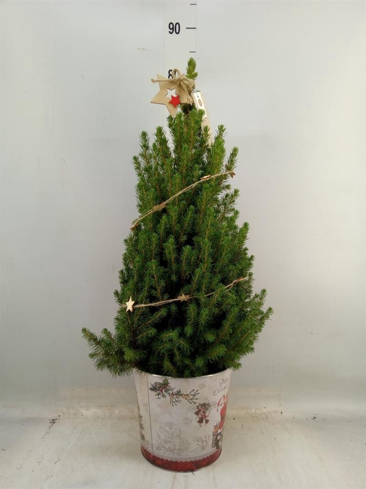<h4>Picea glauca 'December'</h4>