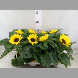 Helianthus an. 'Sunsation'