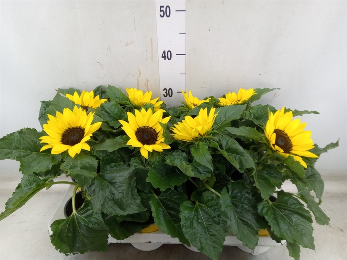 <h4>Helianthus an. 'Sunsation'</h4>