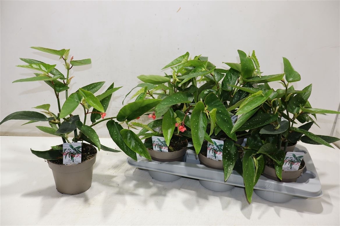 <h4>arr8 Beg Tamaya</h4>