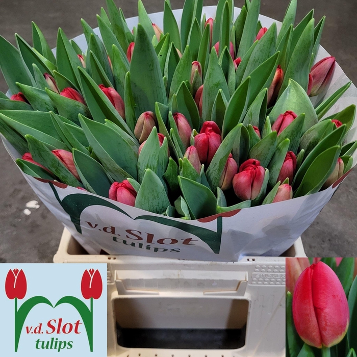 <h4>TU EN ANTARCTIC FIRE</h4>