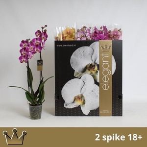 PHAL GEM 8 KL